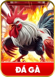 đá gà mm88